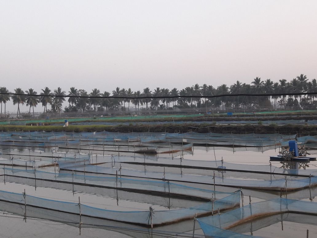 Fisheries skills blue revolution